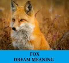 Dream About Foxes