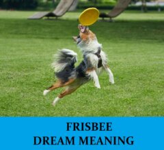 Dream About Frisbees