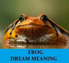 Dream About Frogs