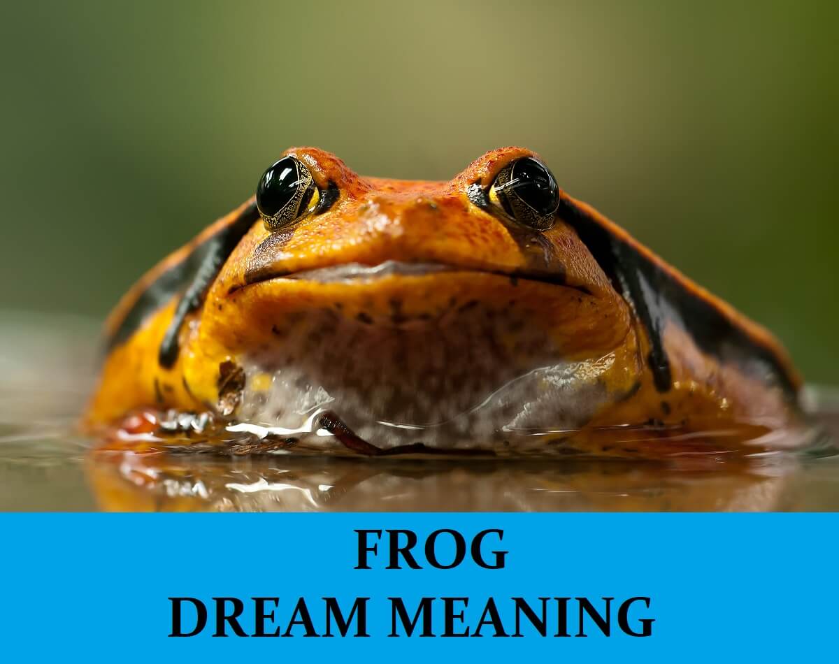Dream About Frogs