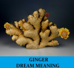 Dream About Gingers