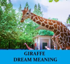 Dream About Giraffes