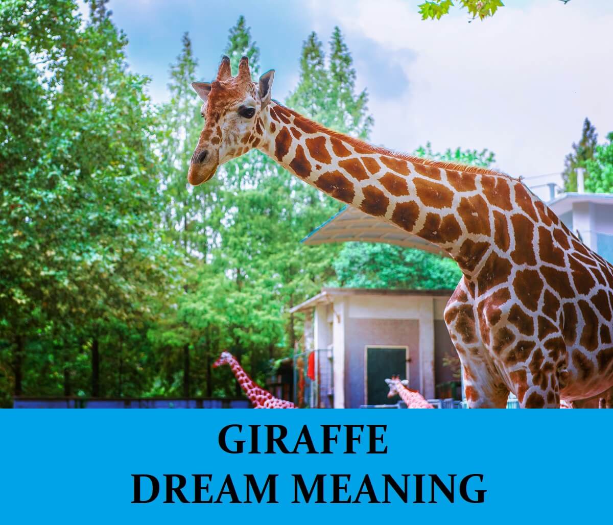 Dream About Giraffes