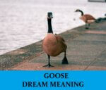 Dream About Goose