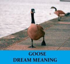 Dream About Goose