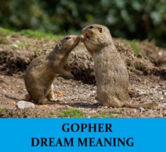 Dream About Gophers