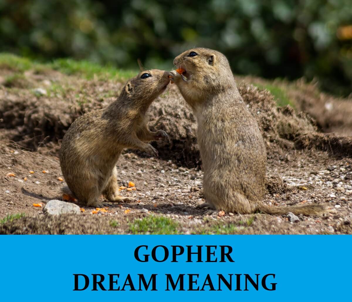 Dream About Gophers
