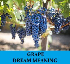 Dream About Grapes