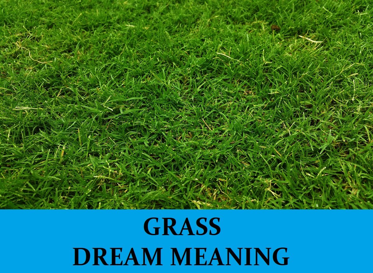 Dream About Grass