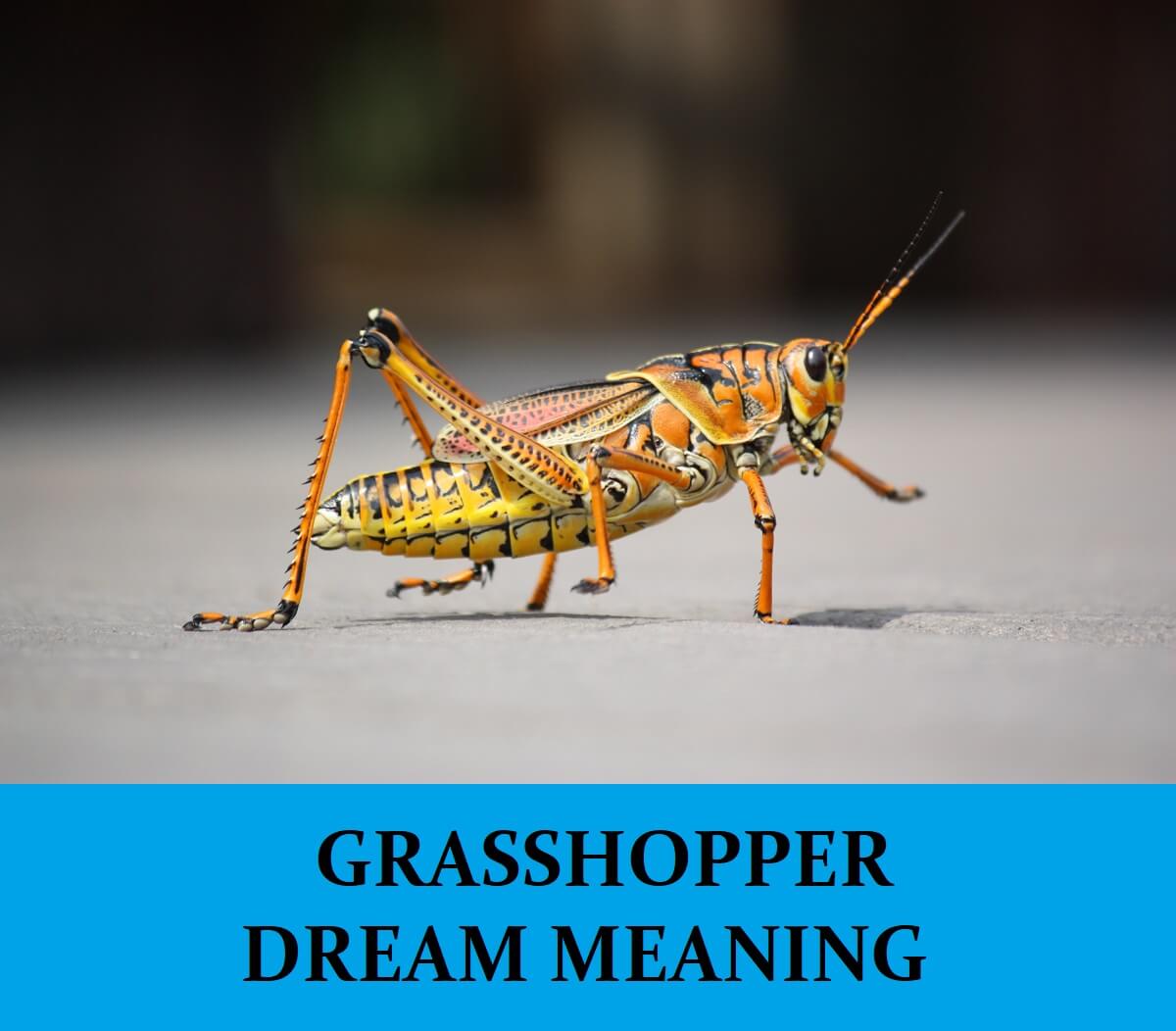 Dream About Grasshoppers