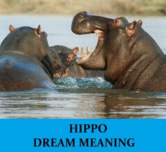 Dream About Hippopotamus