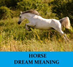 Dream About Horses