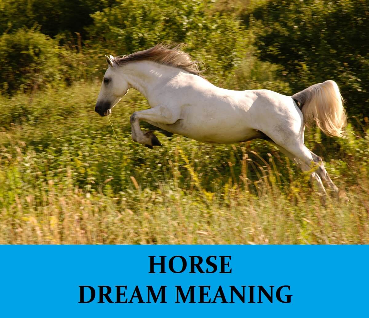 Horse Dream Meaning – Top 100 Dreams About Horses