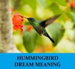 Dream About Hummingbirds