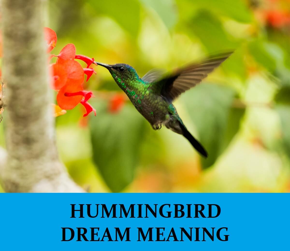 droom over kolibries