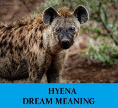Dream About Hyenas