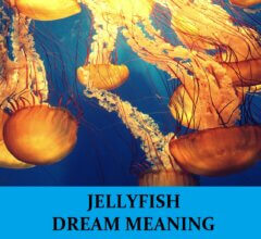 Dream About Jellyfish