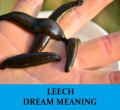Dream About Leech