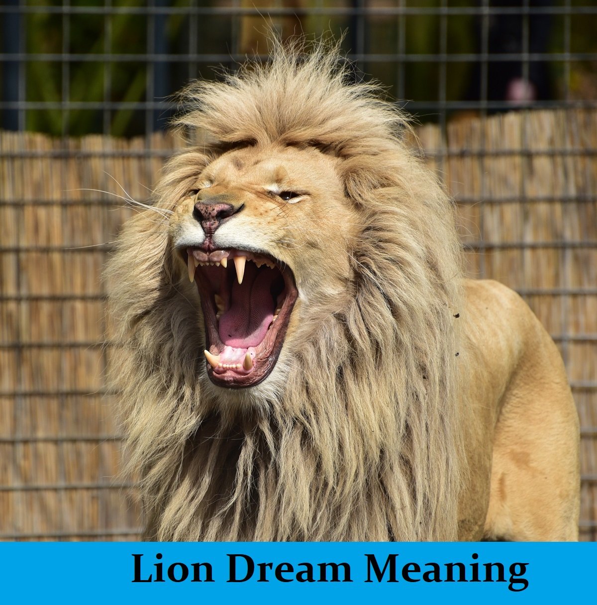 Dream About Lions Meanings