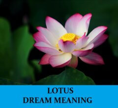Dream About Lotus