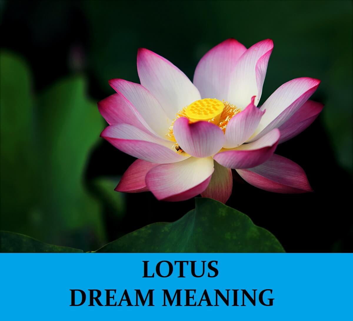 lotus dream flower meaning pink interpretation