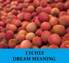 Dream About Lychee
