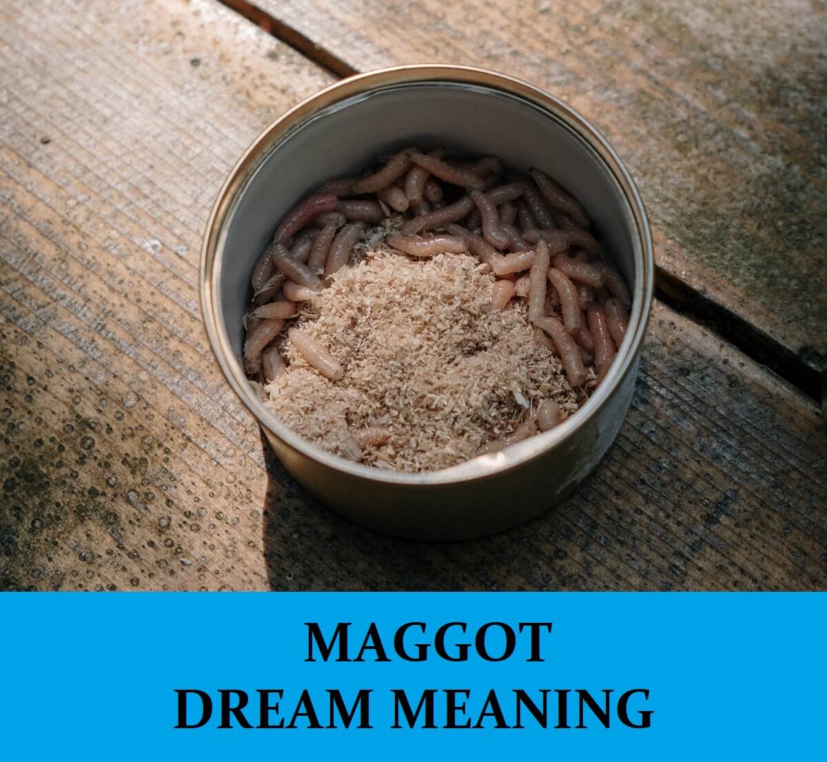 Dream About Maggots