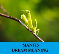Dream About Mantis