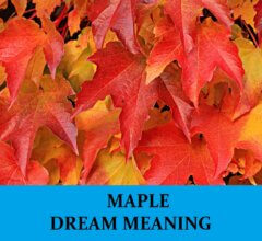 Dream About Maples