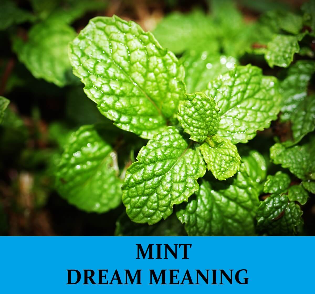 Dream About Mints