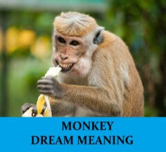 Dream About Monkeys