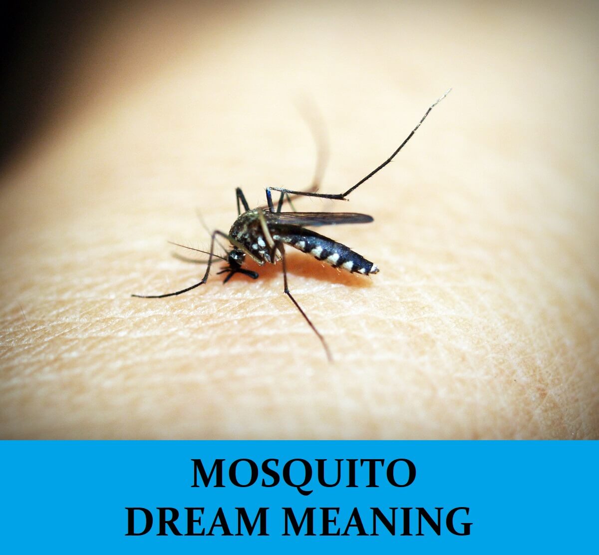 Dream About Mosquitoes