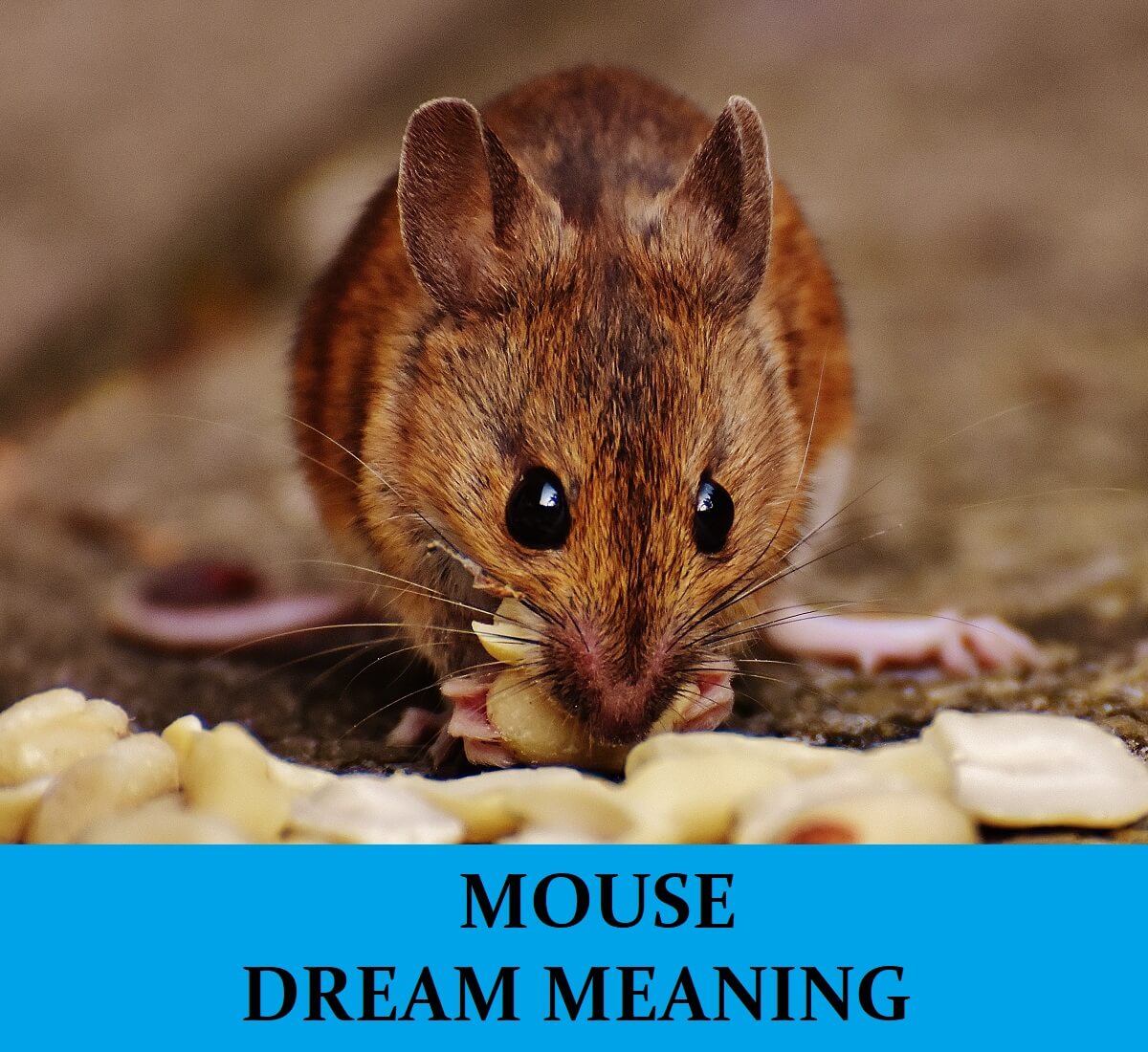 Dream About Mice