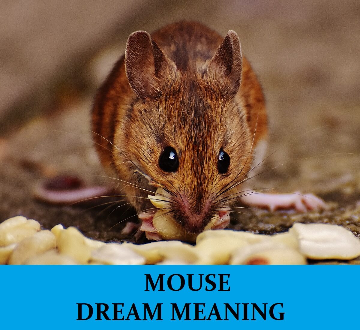 Seeing Mice In Dream Meaning