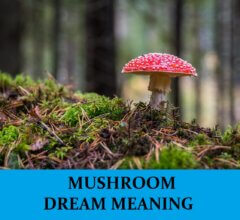 Dream About Mushrooms