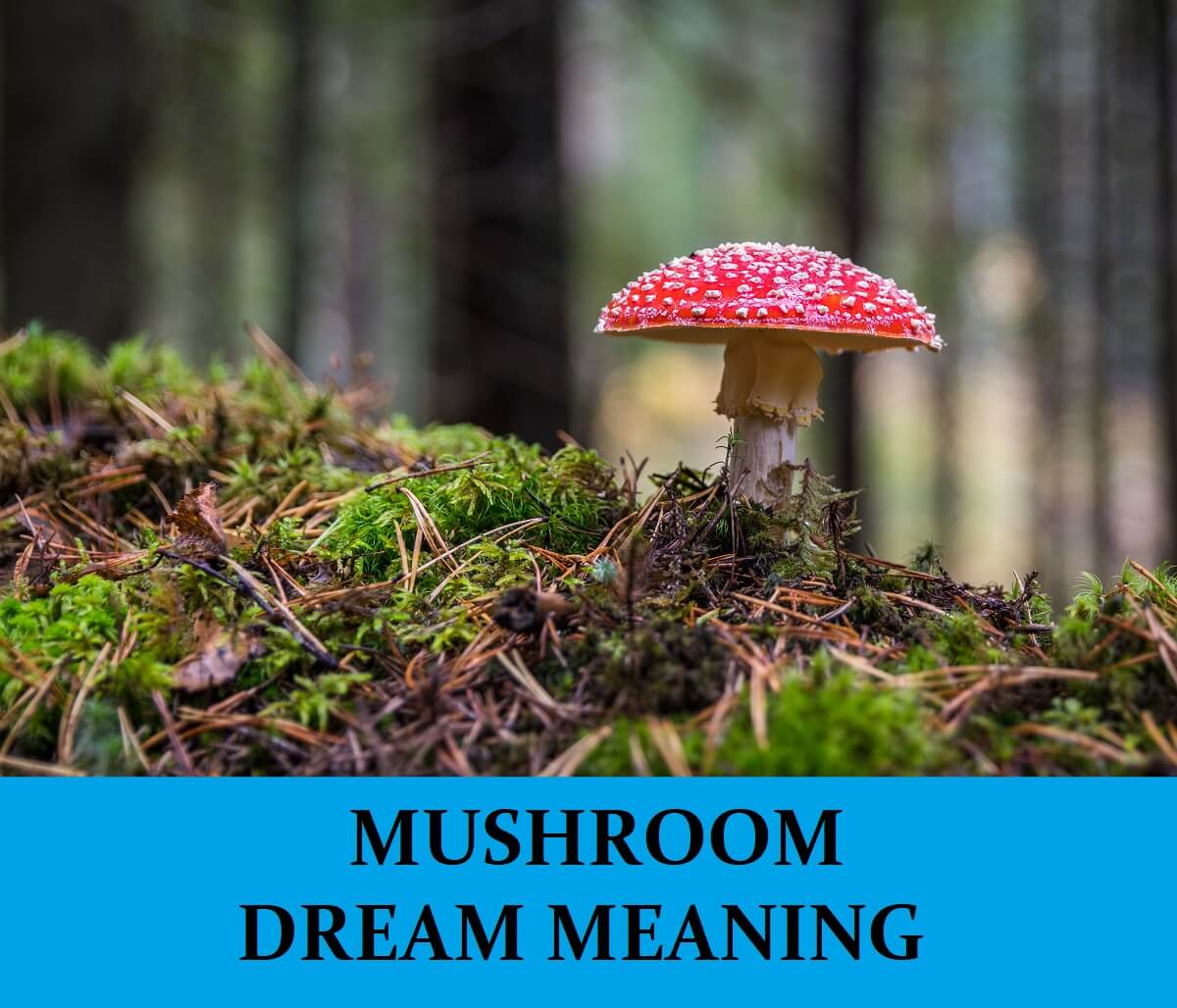 Dream About Mushrooms