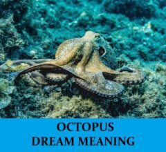 Dream About Octopuses