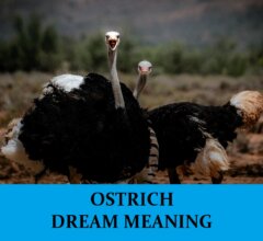 Dream About Ostrich