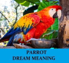 Dream About Parrots