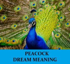 Dream About Peacocks