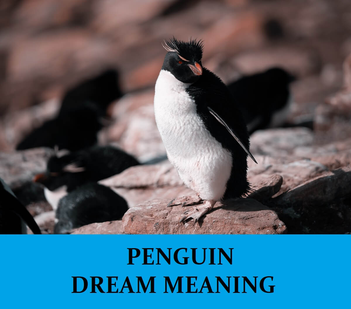 Dream About Penguins