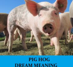 Dream About Pigs Hogs
