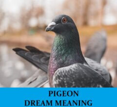 Dream About Pigeons