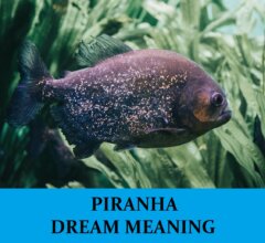 Dream About Piranhas