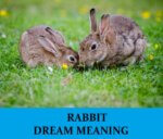 Dream About Rabbits