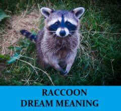 Dream About Raccoons