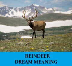 Dream About Reindeers