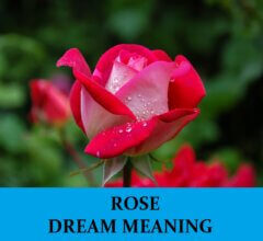 Dream About Roses
