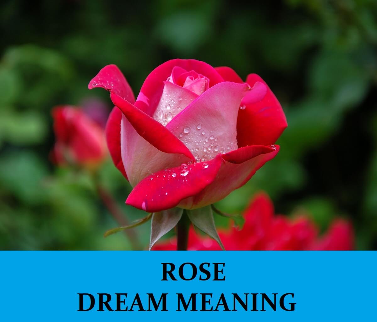 Rose Dream Meaning - Top 25 Dreams About Roses