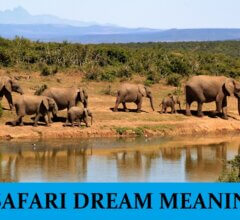 Dream About Safari